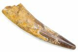 Fossil Spinosaurus Tooth - Real Fossil Tooth #372862-1